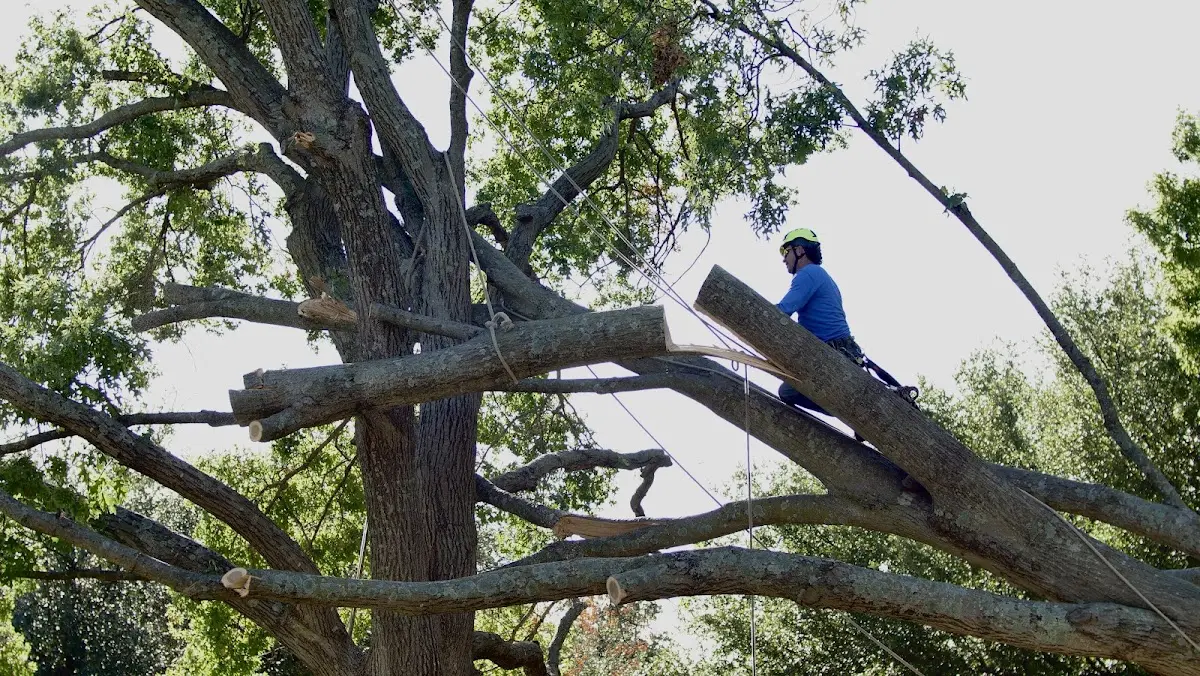 Professional Crown Thinning performed by certified arborists in Rougemont