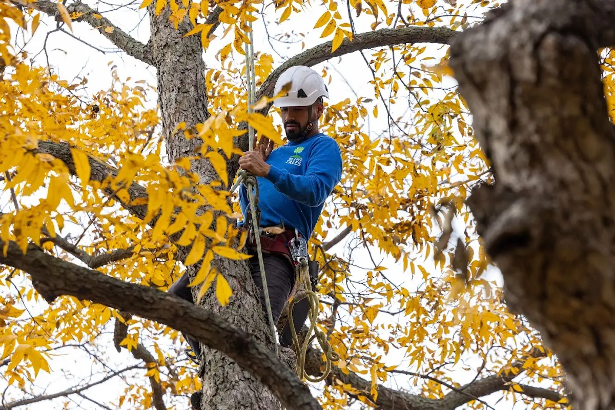 Skilled Dead Tree Removal crew working in Rougemont